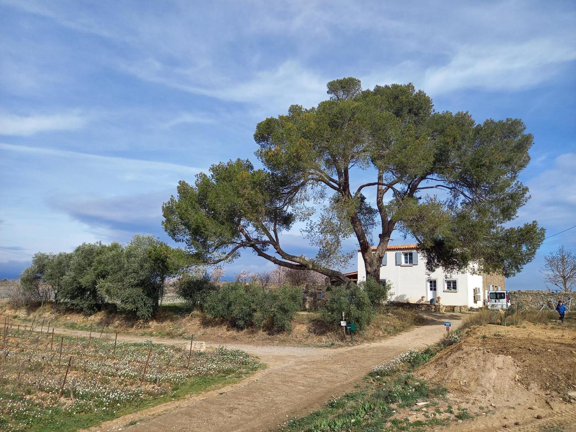 Villa Domaine Saint Augustin à Rieux-Minervois Extérieur photo